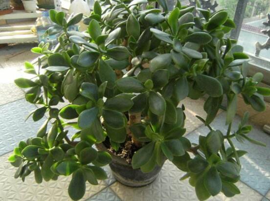 盆栽玉樹(shù)怎么養(yǎng)護(hù)，老農(nóng)總結(jié)七大養(yǎng)護(hù)方法