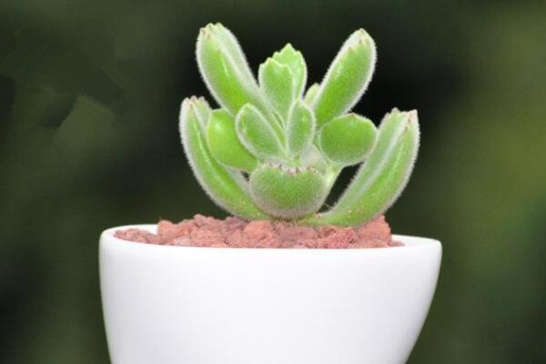 熊童子葉子發(fā)黃怎么辦，可能由以下4種原因?qū)е? src="/nongchan/d/file/20201223/t5ygxgfwwbq.jpg" / data-xiHI="cdunuq"></p>
<p data-vJBs="WbKD1s">
	熊童子葉子發(fā)黃怎么辦，在養(yǎng)殖的過程中，很多花友多植株的澆水都不能有一個(gè)好的控制，澆水一旦過多，很容易導(dǎo)致植株根部的腐爛，就會(huì)造成植株葉子發(fā)黃的現(xiàn)象。</p>
<p data-QMEE="ZB5LAk">
	補(bǔ)救方法：如果是由于澆水過多導(dǎo)致其葉子發(fā)黃，那么我們需要對(duì)熊童子進(jìn)行松土處理，適當(dāng)?shù)乃蓜?dòng)土壤并加強(qiáng)通風(fēng)，加速水分的蒸發(fā)，如果問題比較嚴(yán)重還需要進(jìn)行換土處理。</p>
<p data-EDcJ="VZjwuQ">
	<strong data-FBFf="MfF48B">施肥過多</strong></p>
<p data-VTCX="OnWvWS">
	<img alt=