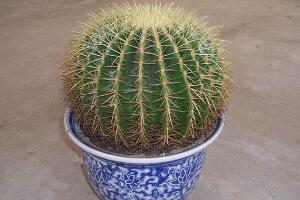 仙人球多久澆次水，仙人球澆水方法