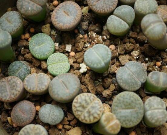 生石花有多少品種，欣賞最好看的六大品種