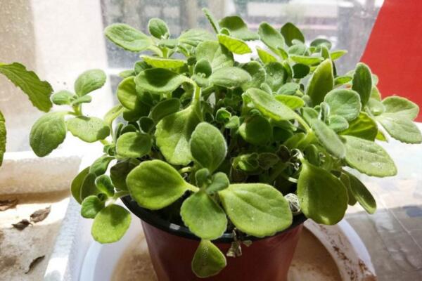 碰碰香如何度夏，掌握以下4點才是關(guān)鍵