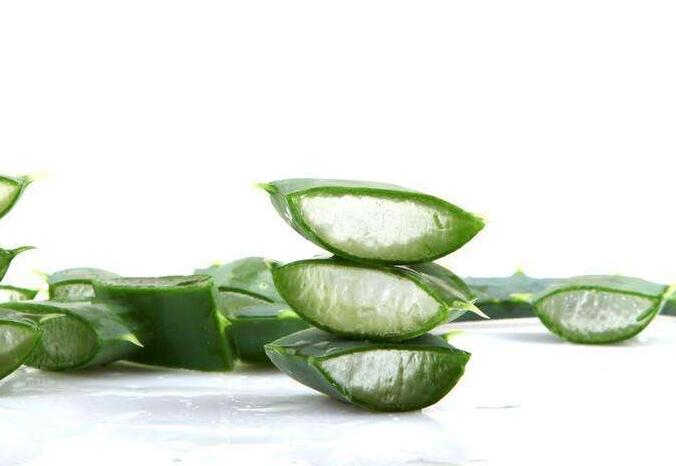 蘆薈一片葉子能栽活嗎，可以/但是要遵循科學(xué)的杵插方法