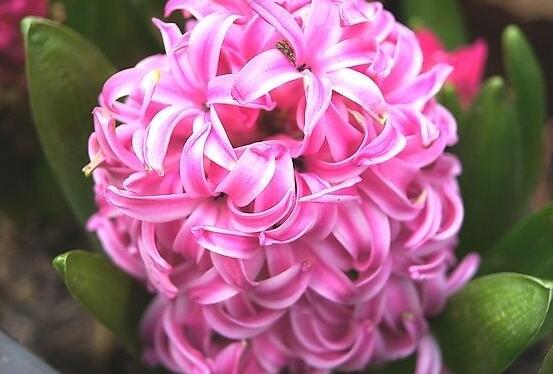 風(fēng)信子象征著什么意思，重生的愛/不同花色不同象征意義