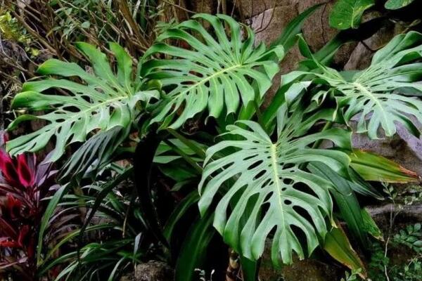 龜背竹有毒么，毒性主要來(lái)源于它的汁液