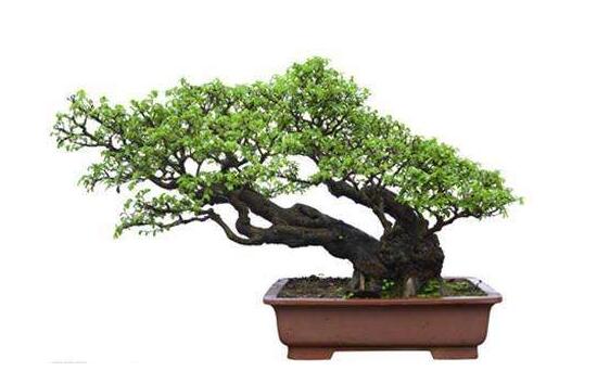 盆栽羅漢松怎么養(yǎng)，盆栽羅漢松養(yǎng)殖方法