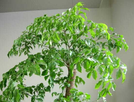 幸福樹的寓意，象征著家庭和美，幸?？鞓? data-9NqO=