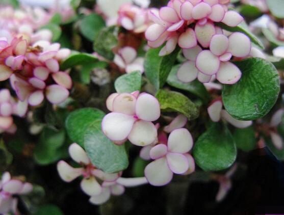 雅樂之舞為什么不紅，做好合適盆土/保持充足光照