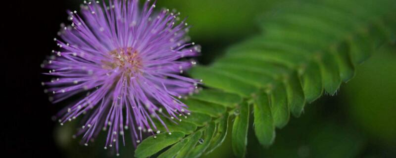 含羞草發(fā)芽后怎么護(hù)理