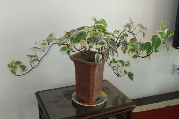 常青藤可以天天噴水嗎，只有夏季才可以天天噴水