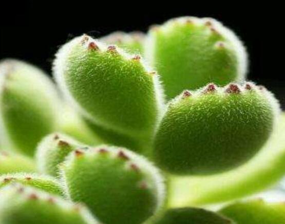 熊童子怎么養(yǎng)才能飽滿，老農(nóng)總結(jié)五個(gè)重要養(yǎng)護(hù)措施