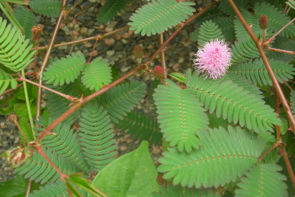 含羞草怎么養(yǎng)長(zhǎng)得快