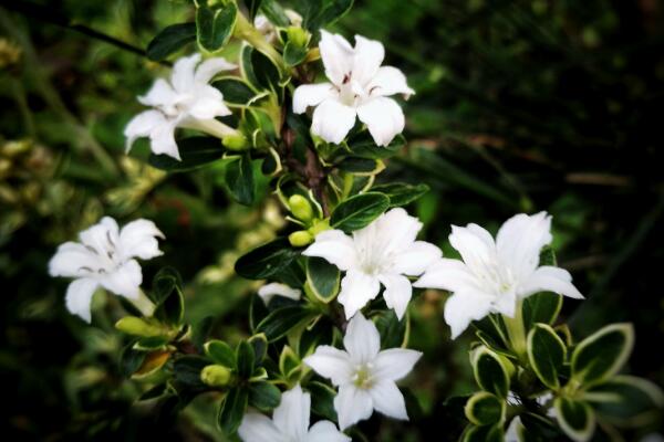 六月雪怎樣提根，六月雪盆景提跟技巧介紹