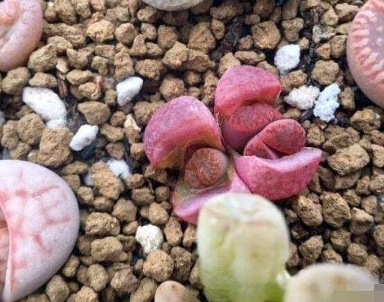 生石花家庭養(yǎng)護(hù)，老農(nóng)總結(jié)最實(shí)用五大要點(diǎn)