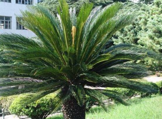 鐵樹開花是吉還是兇，預(yù)示生活美滿、大吉大利(吉兆)