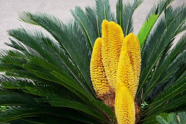 鐵樹開花圖片，開花條件以及征兆