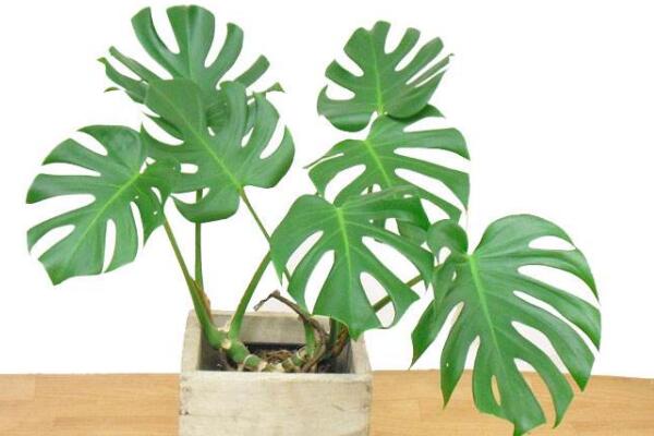 龜背竹氣根水培會發(fā)芽嗎，氣根植入水中可促進植株的生長