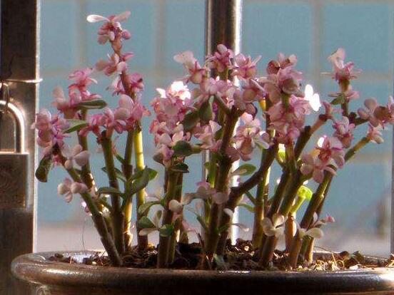 雅樂之舞的養(yǎng)殖方法和注意事項，老農(nóng)總結(jié)最實用八大養(yǎng)殖方法