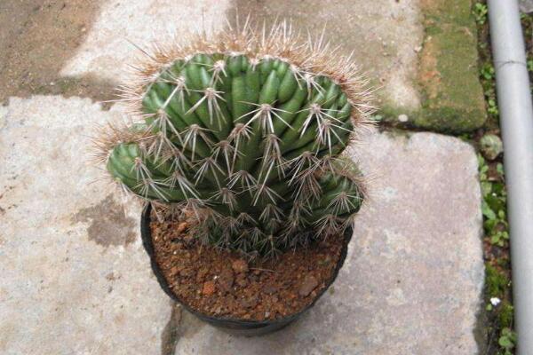 仙人球是怎樣繁殖的，有扦插/嫁接/播種三種方法