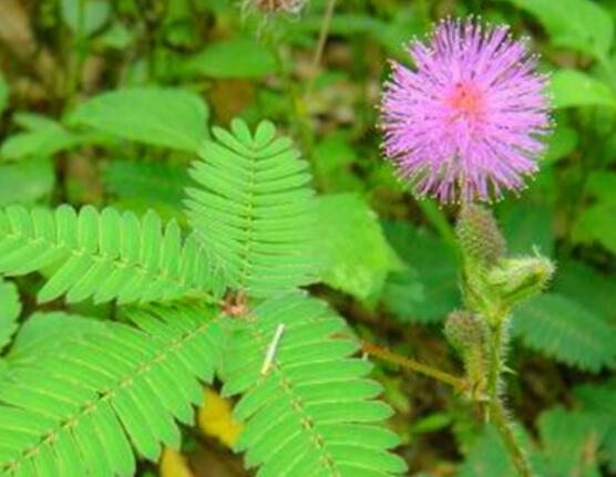 含羞草有毒嗎可以碰嗎，毒性比較輕微/盡量別長時間接觸