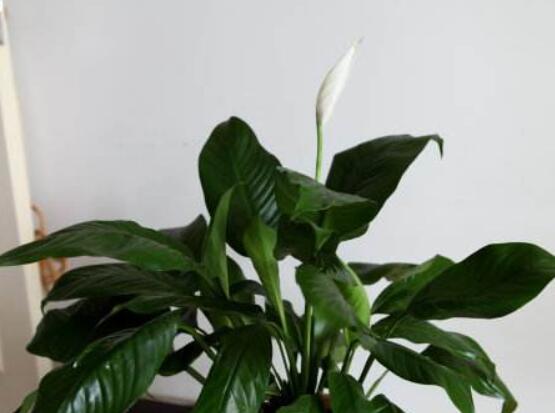 一帆風(fēng)順花蔫了怎么辦，教你四種解決辦法(花大色艷)