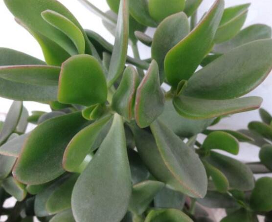 燕子掌掉葉子怎么辦，老農(nóng)教你三種最直觀解決方法