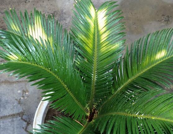 鐵樹葉子發(fā)黃怎么辦，鐵樹葉子發(fā)黃解決辦法