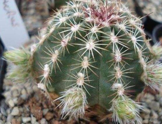 仙人球用什么土養(yǎng)好，兩份壤土兩份腐葉土三份粗沙進(jìn)行配置