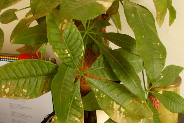 金錢樹和發(fā)財(cái)樹的區(qū)別