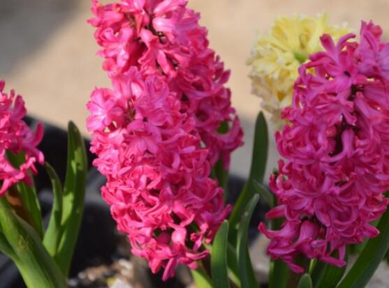 風(fēng)信子怎么施肥吸收效果最好，推薦兩種最見(jiàn)效的吸肥方法