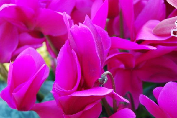 農(nóng)村家中該怎么水培仙客來(lái)