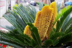 鐵樹開花圖片，開花條件以及征兆