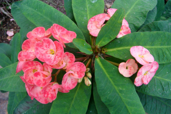 刺梅和虎刺梅的區(qū)別