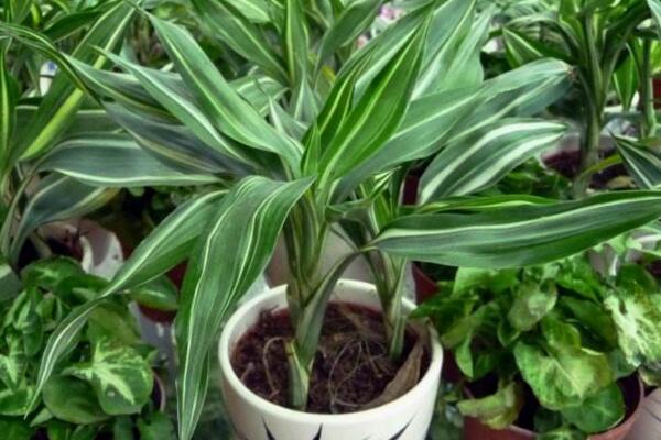 富貴竹能放臥室嗎，可以放在臥室