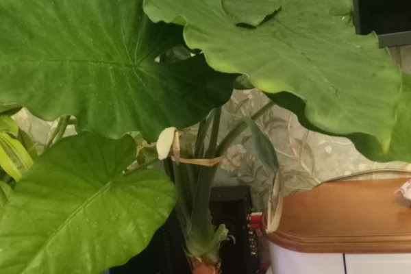 滴水觀音怎么長不高