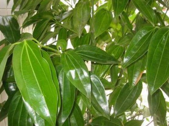 平安樹葉子發(fā)黑是怎么回事，三種原因以及解決方法