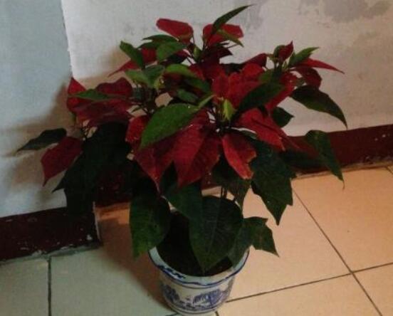 一品紅冬季怎么養(yǎng)，做好五個要點便可安然過冬