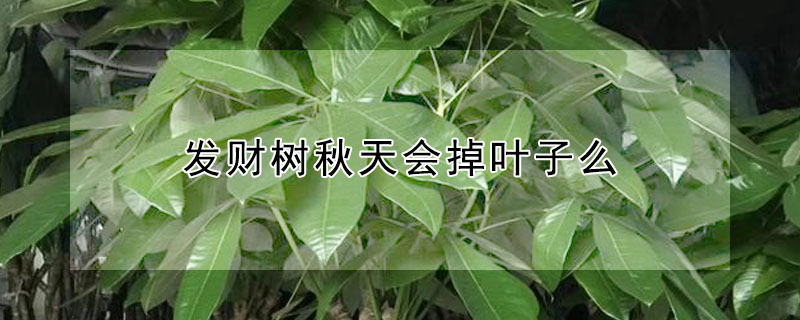 發(fā)財(cái)樹秋天會(huì)掉葉子么