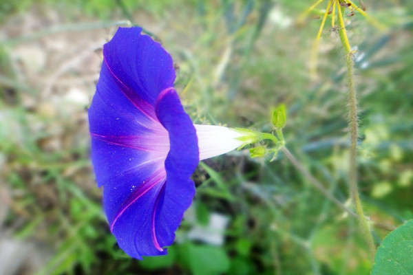 牽?；ㄅ柙匀菀组_花嗎