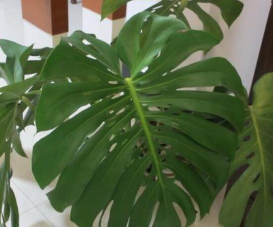 龜背竹黑斑病怎么辦，及時摘除病葉、噴灑藥物/保持通風透氣