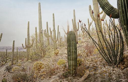 仙人掌為什么會長刺，為了減少蒸騰作用保持自身水分