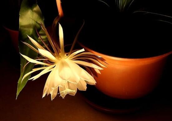 曇花摘下來如何保存，主要分為做干花和自然晾干