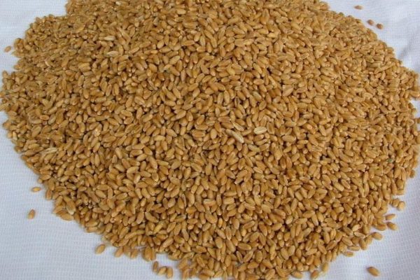 小麥里面放什么不會(huì)生蟲