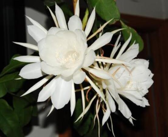 曇花的繁殖方法，盤點最常見的三種繁殖方法(扦插/播種/嫁接)