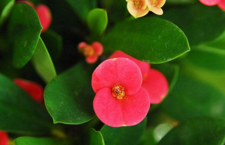 虎刺梅開花有毒嗎，有毒/家中有小孩的最好不要栽種