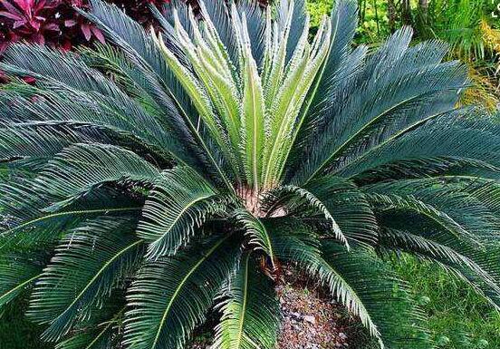 鐵樹品種，細數(shù)鐵樹最受喜愛八大品種