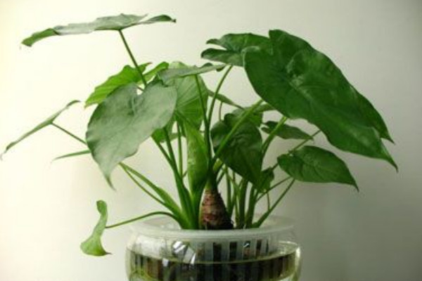 滴水觀音春天什么時候發(fā)芽