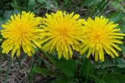 蒲公英在什么季節(jié)開(kāi)放，每年的夏秋季節(jié)綻放