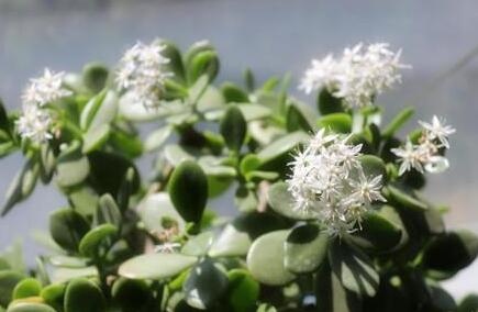 玉樹花和燕子掌的區(qū)別，葉片上的3處不同