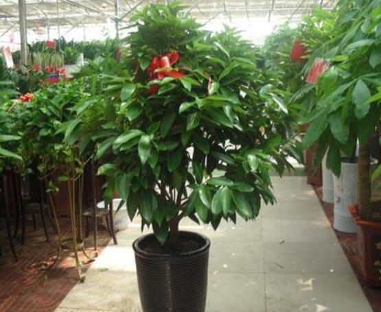 平安樹葉子發(fā)黃掉落怎么辦，教你四種解決辦法快速恢復(fù)生機(jī)