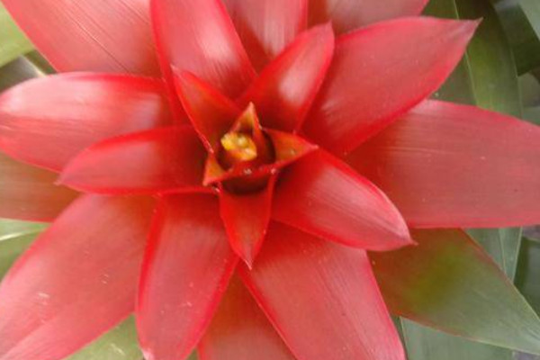 鴻運當(dāng)頭不分株可以嗎